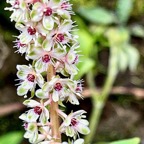 Phytolacca americana.faux vin.raisin d’Amérique.( inflorescence détail )phytolaccaceae.amphinaturalisé..jpeg