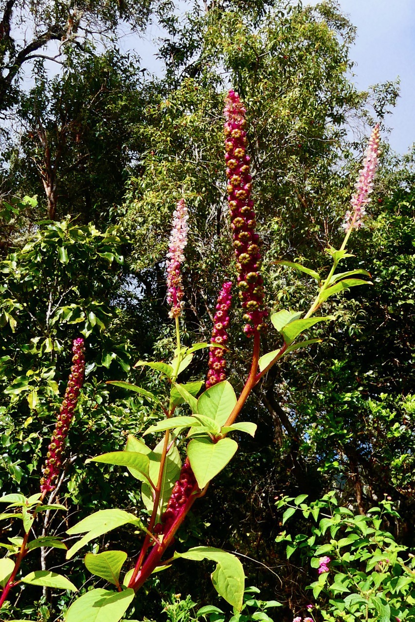 Phytolacca americana.faux vin.raisin d’Amérique.phytolaccaceae.amphinaturalisé. Pilea borbonica  Endémique.jpeg