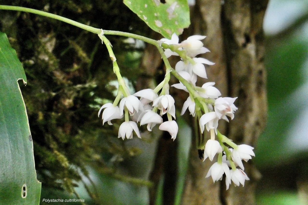 Polystachya cultriformis .orchidaceae. indigène Réunion. (1).jpeg