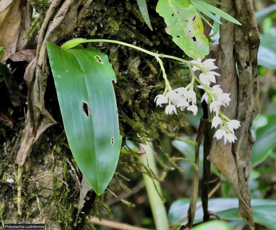 Polystachya cultriformis .orchidaceae. indigène Réunion..jpeg