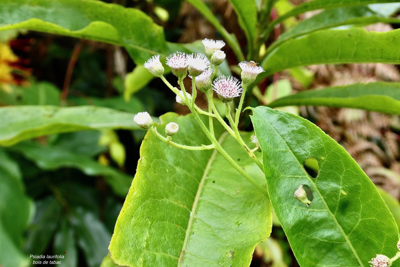 Psiadia laurifolia.bois de tabac.bois de chenilles .asteraceae.endémique Réunion. (1).jpeg