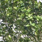 Sideroxylon borbonicum  Bois de fer bâtard .natte coudine .sapotaceae.endémique Réunion.jpeg