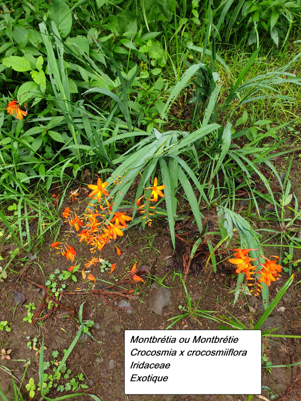 13- Crocosmia- Montbrétia.jpg