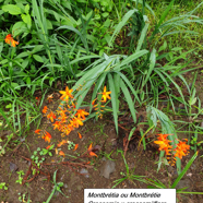 13- Crocosmia- Montbrétia.jpg