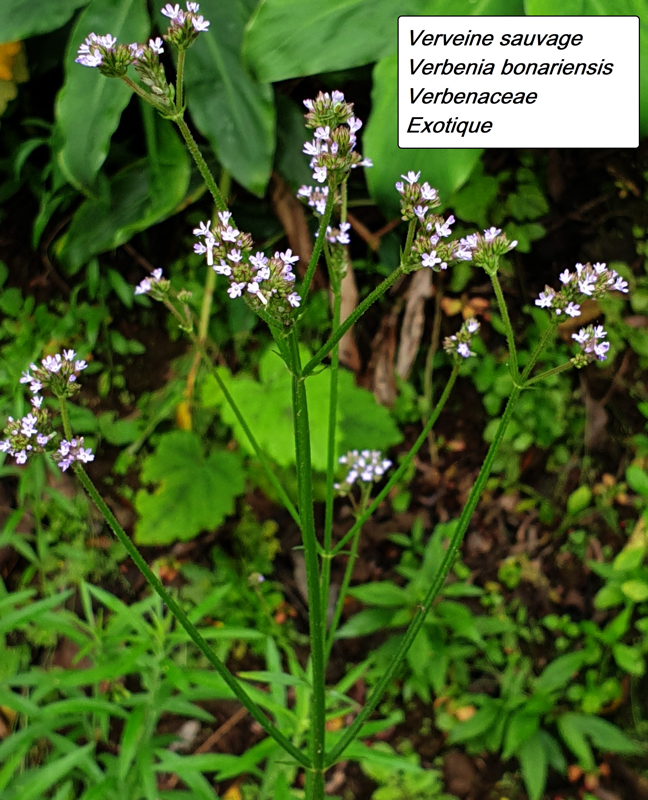 19- Verbena bonariensis.jpg