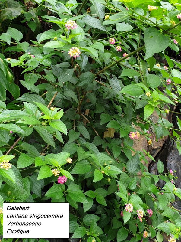 20- Lantana strigocamara.jpg