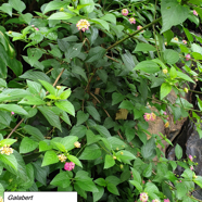 20- Lantana strigocamara.jpg