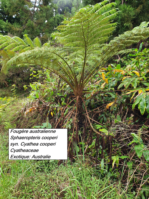 28- Cyathea cooperi.jpg