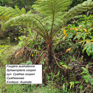 28- Cyathea cooperi.jpg