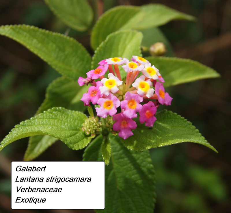 54- Lantana (1).JPG