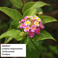 54- Lantana (1).JPG