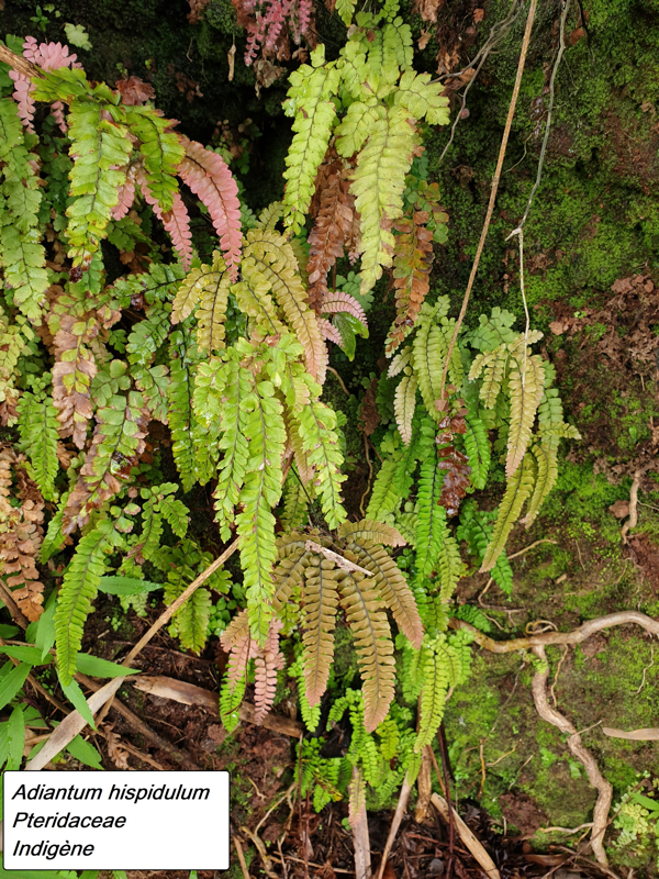 6- Adiantum hispidulum.jpg