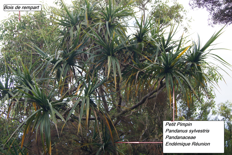 69- Pandanus sylvestris.JPG