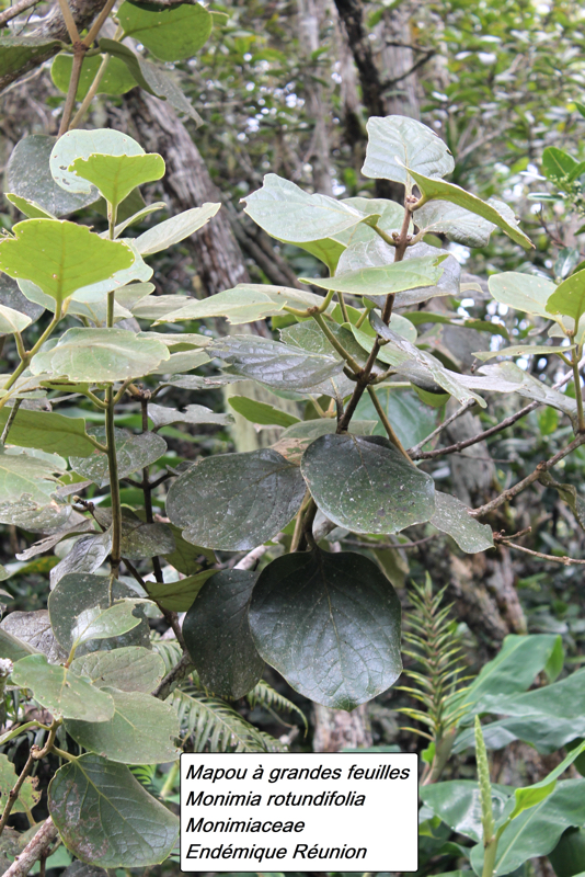 87- Mapou à grandes feuilles.jpg