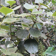 87- Mapou à grandes feuilles.jpg