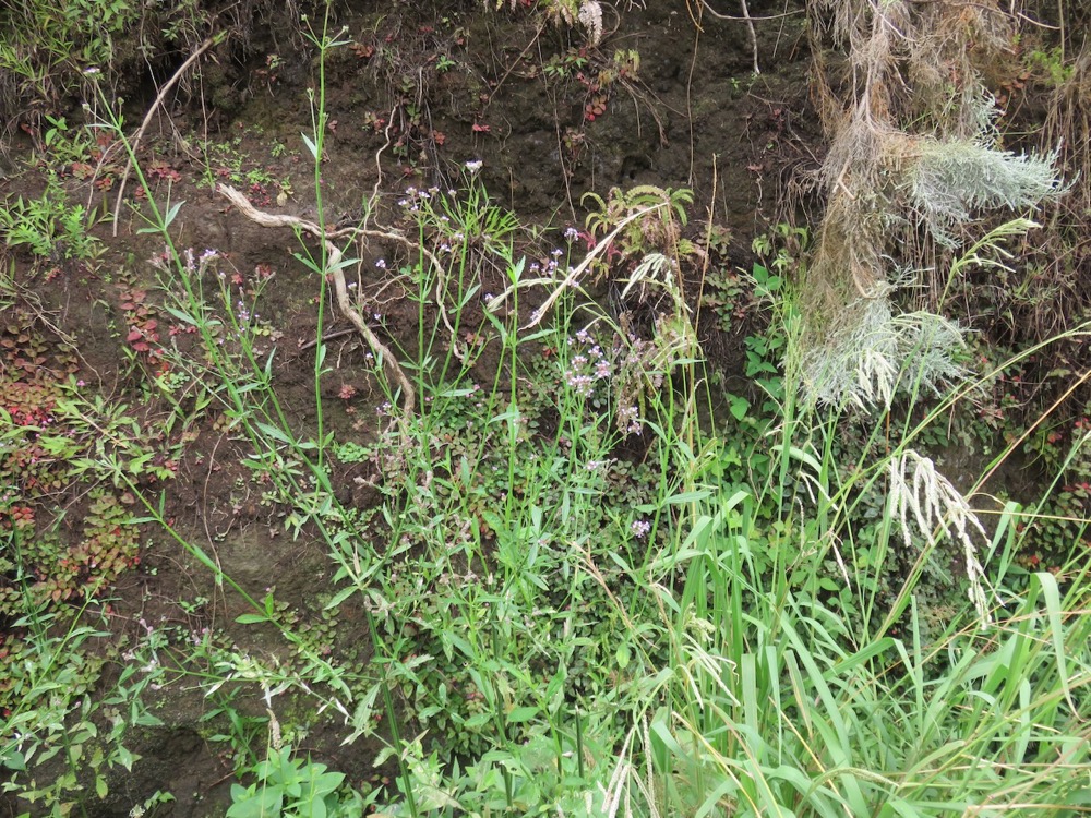 10. Verbena bonariensis - Verveine sauvage - Verbénacée - exo.jpeg