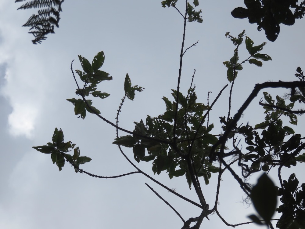 12. Geniostoma borbonicum - Bois de piment ou Bois de rat - Loganiaceae.jpeg