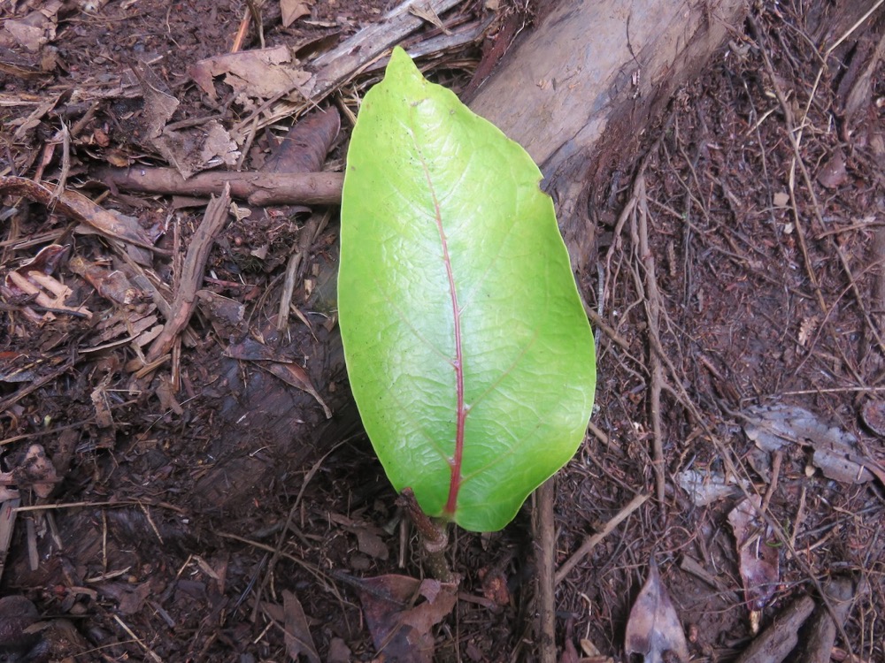 13. Feuille de Antidesma madagascariense - Bois de cabri (blanc) - Euphorbiaceae -    Madagascar. Comores. La Réunion. Maurice.jpeg