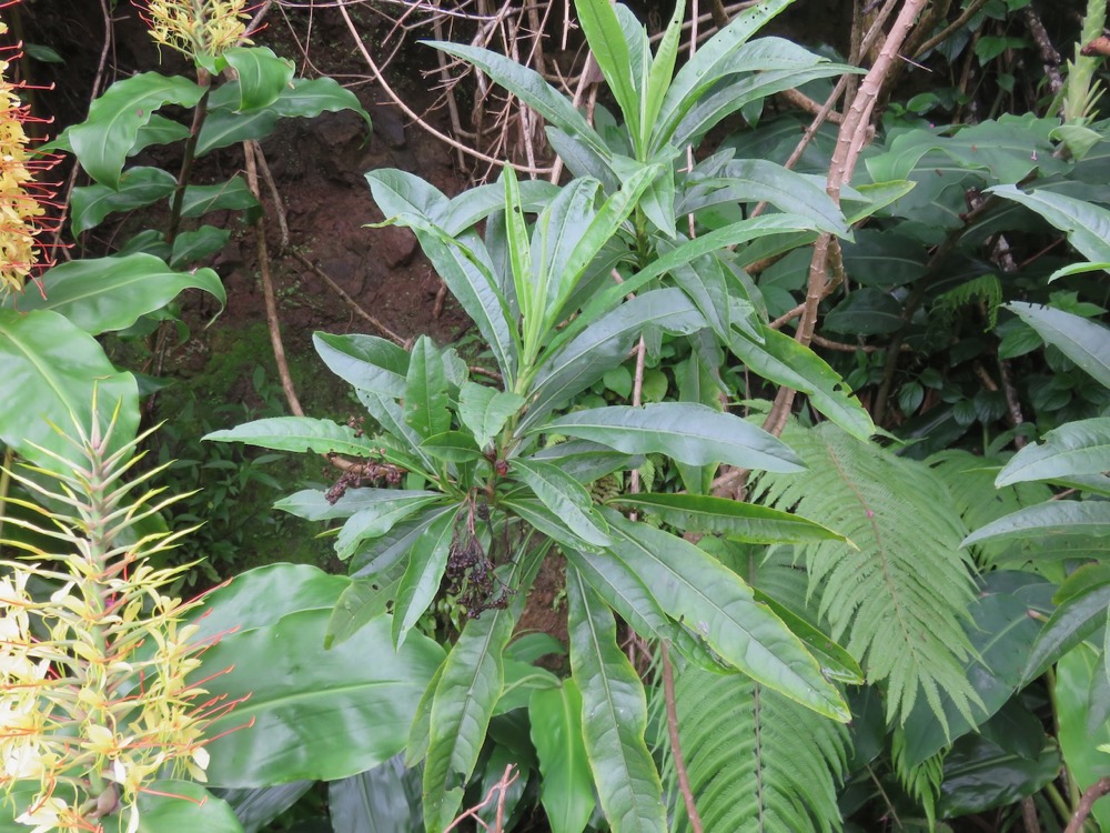 14. Psiadia laurifolia - Bois de chenilles - Astéracée - B.jpeg