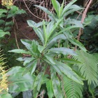 14. Psiadia laurifolia - Bois de chenilles - Astéracée - B.jpeg