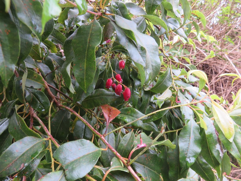 16. Fleurs d'Agarista salicifolia - Bois de rempart (Le Grand bois de rempart) - Ericacée.jpeg