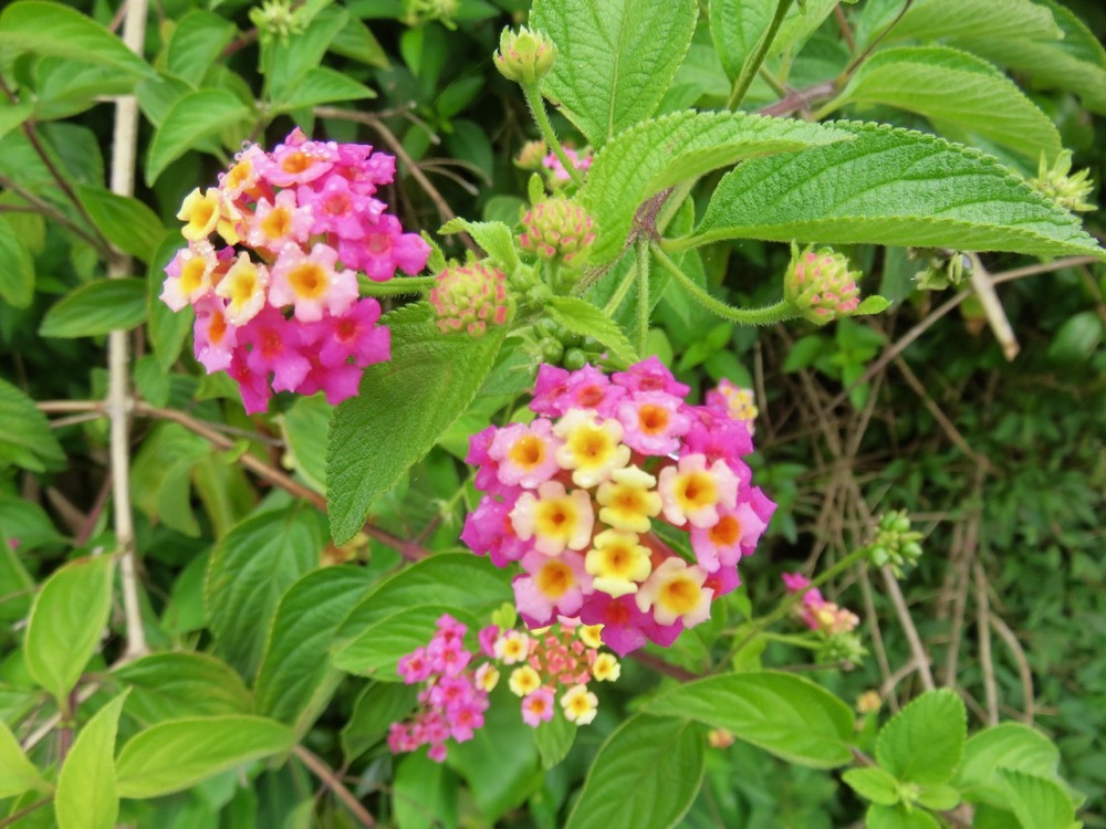 17. Fleurs de Lantana camara - Galabert ou Corbeille d'or - Verbenaceae.jpeg