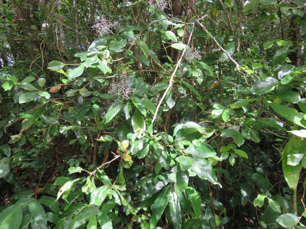 3. Bois de cabri et fleurs de Chassalia corallioides - Bois de corail - Rubiacée -B  et en baas Longoses.jpeg