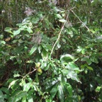 3. Bois de cabri et fleurs de Chassalia corallioides - Bois de corail - Rubiacée -B  et en baas Longoses.jpeg