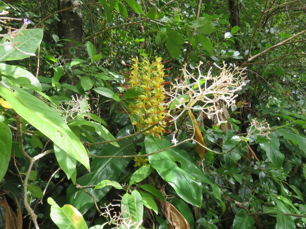 4. En premier plan, fleurs de Chassalia corallioides - Bois de corail - Rubiacée.jpeg