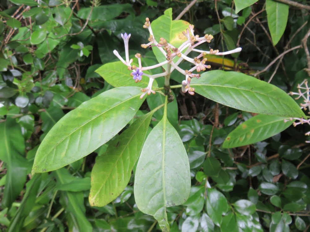 5. Fleurs de Chassalia corallioides - Bois de corail - Rubiacée.jpeg