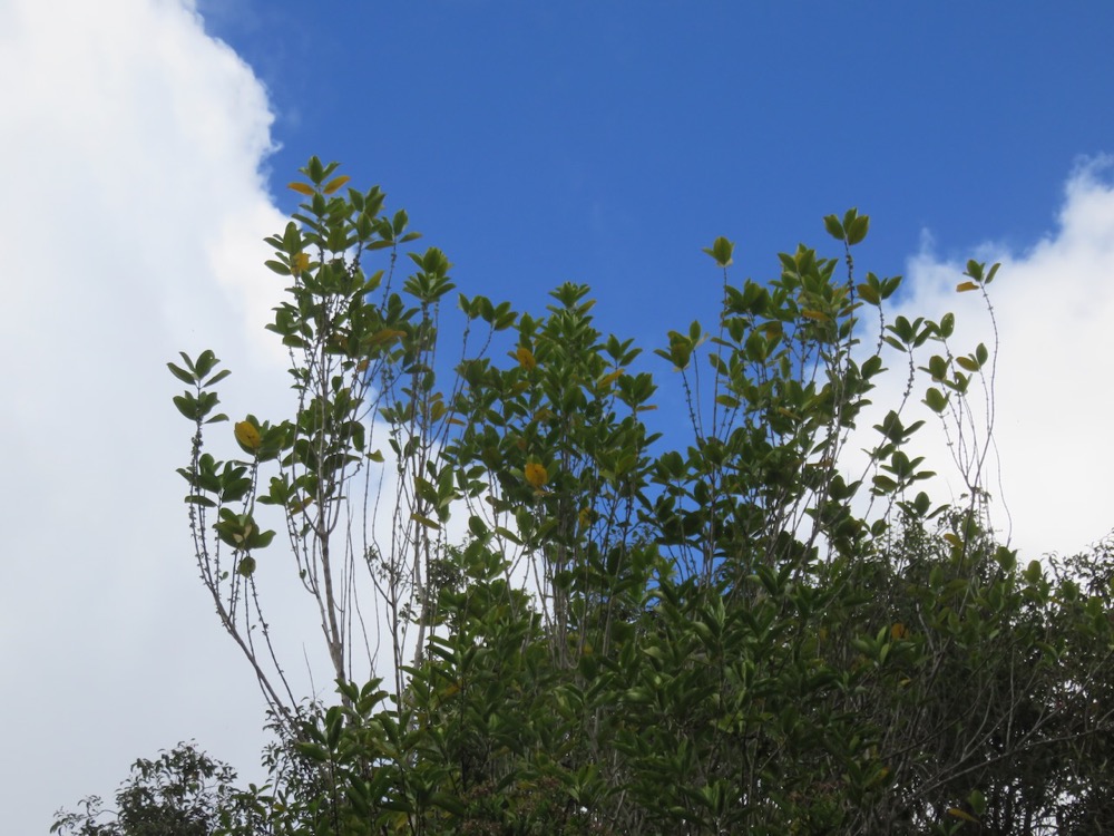 7. Geniostoma borbonicum - Bois de piment ou Bois de rat - Loganiaceae.jpeg