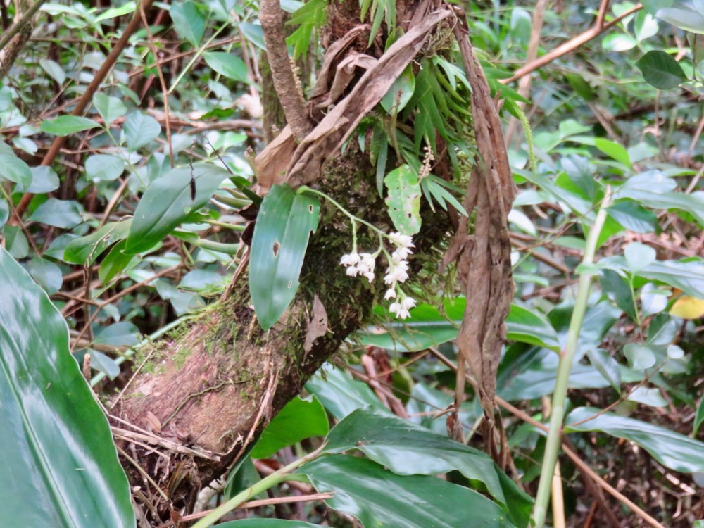 8. Polystachya cultriformis Orchidace ae Indigène La Réunion.jpeg