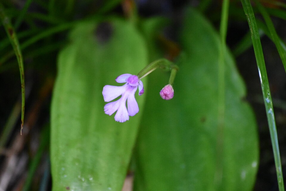 Cynorkis_purpurascens_ORCHIDOIDEAE_Indigene_Reunion_MB3_1262.jpg