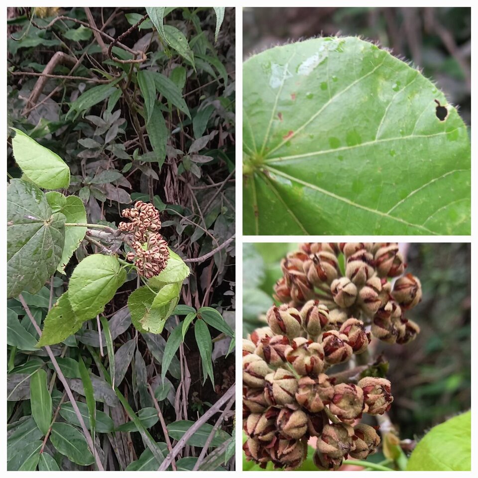 Dombeya_ciliata_Mahot_blanc_MALVACEAE_Endemique_Reunion_20230228_192334.jpg