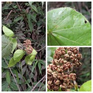 Dombeya_ciliata_Mahot_blanc_MALVACEAE_Endemique_Reunion_20230228_192334.jpg