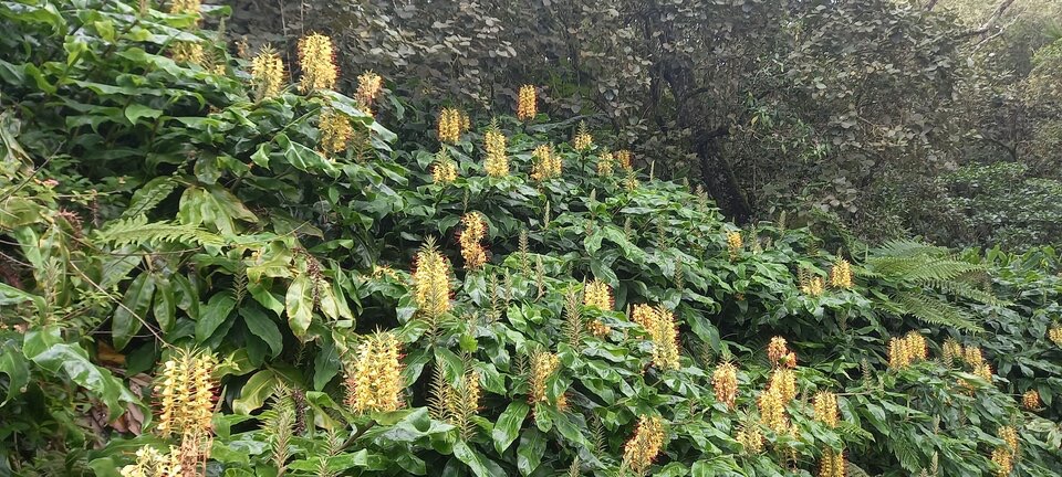 Hedychium_gardnerianum_longoses_a_fleurs_jaunes_ZINGIBERACEAE_EE_20230228_140854.jpg