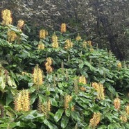 Hedychium_gardnerianum_longoses_a_fleurs_jaunes_ZINGIBERACEAE_EE_20230228_140854.jpg