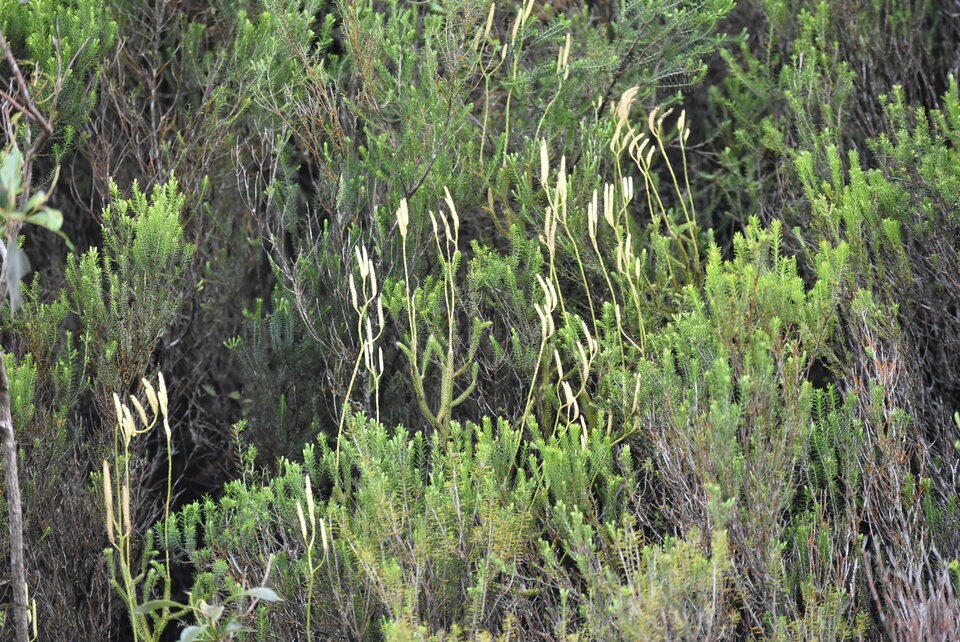 Lycopodium_clavatum_LYCOPODIACEAE_Indigene_Reunion_MB3_1268.jpg