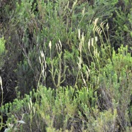 Lycopodium_clavatum_LYCOPODIACEAE_Indigene_Reunion_MB3_1268.jpg