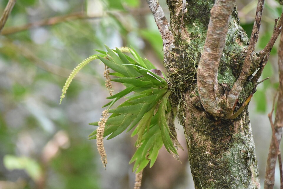 Oberonia_discticha_EPIDENDROIDEAE_Indigene_Reunion_MB3_1266.jpg