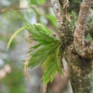 Oberonia_discticha_EPIDENDROIDEAE_Indigene_Reunion_MB3_1266.jpg