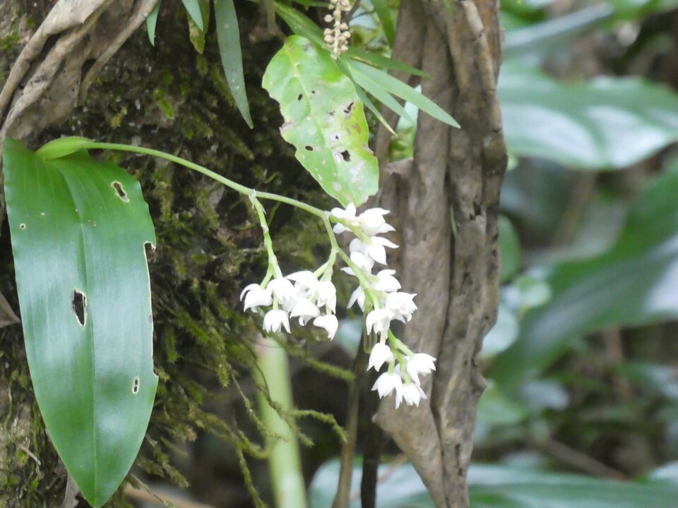 Polystachya_cultriformis_EPIDENDROIDEAE_Indigene_Reunion_P1050862.jpg