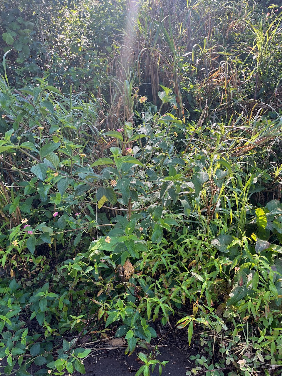 1. Lantana camara - Galabert ou Corbeille d'or - Verbenaceae (très ouvert, épanoui).jpeg