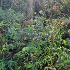 1. Lantana camara - Galabert ou Corbeille d'or - Verbenaceae (très ouvert, épanoui).jpeg