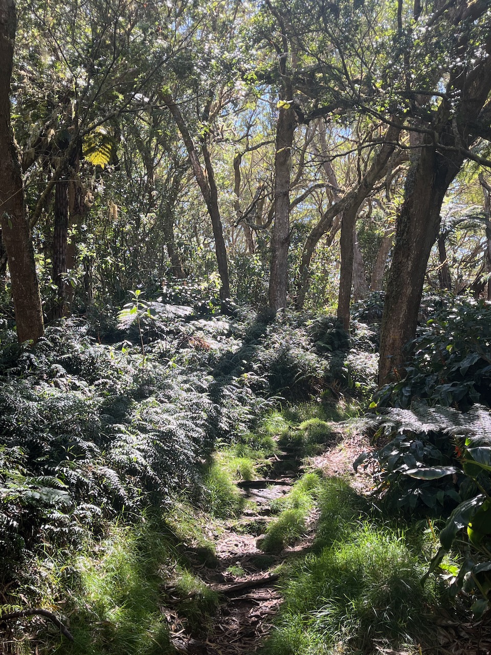 4. Le sentier montant dans la lumière du matin.jpeg