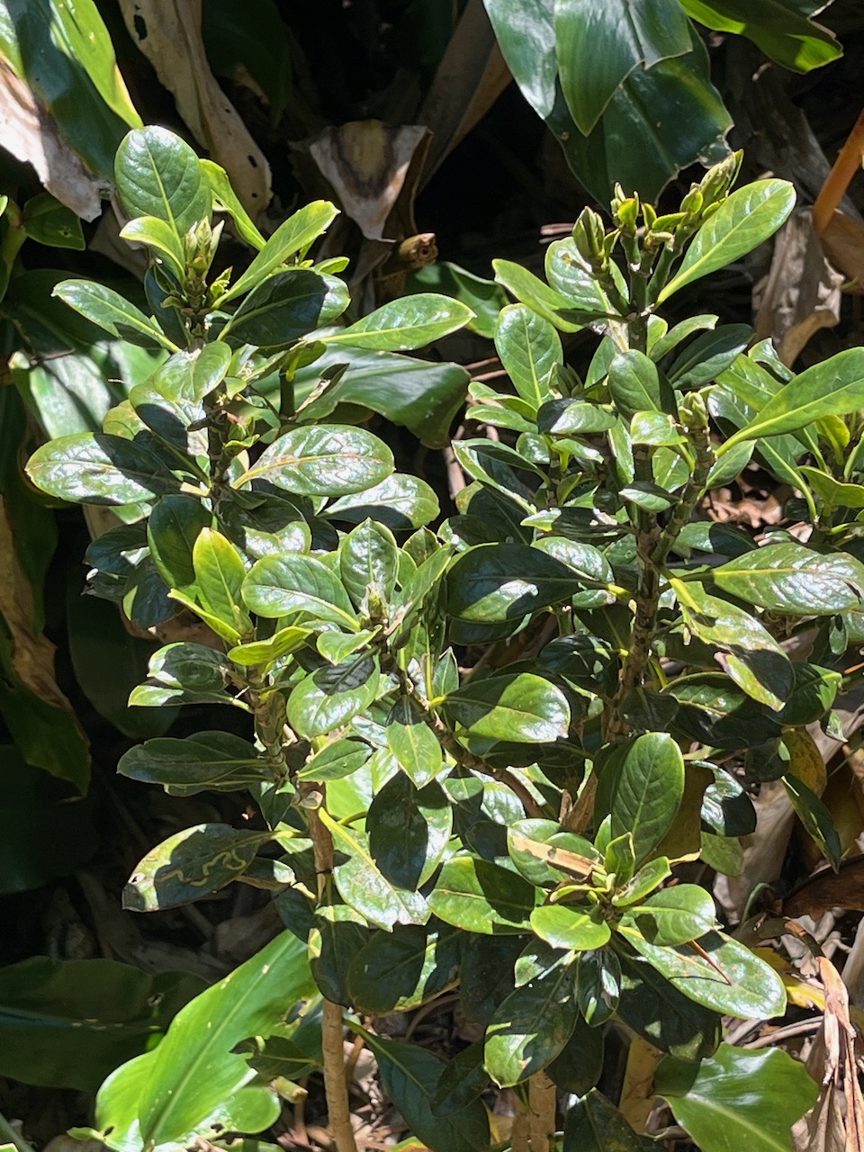 12. ??? Chassalia gaertneroides - Bois de corail  des Hauts - Rubiaceae.jpeg