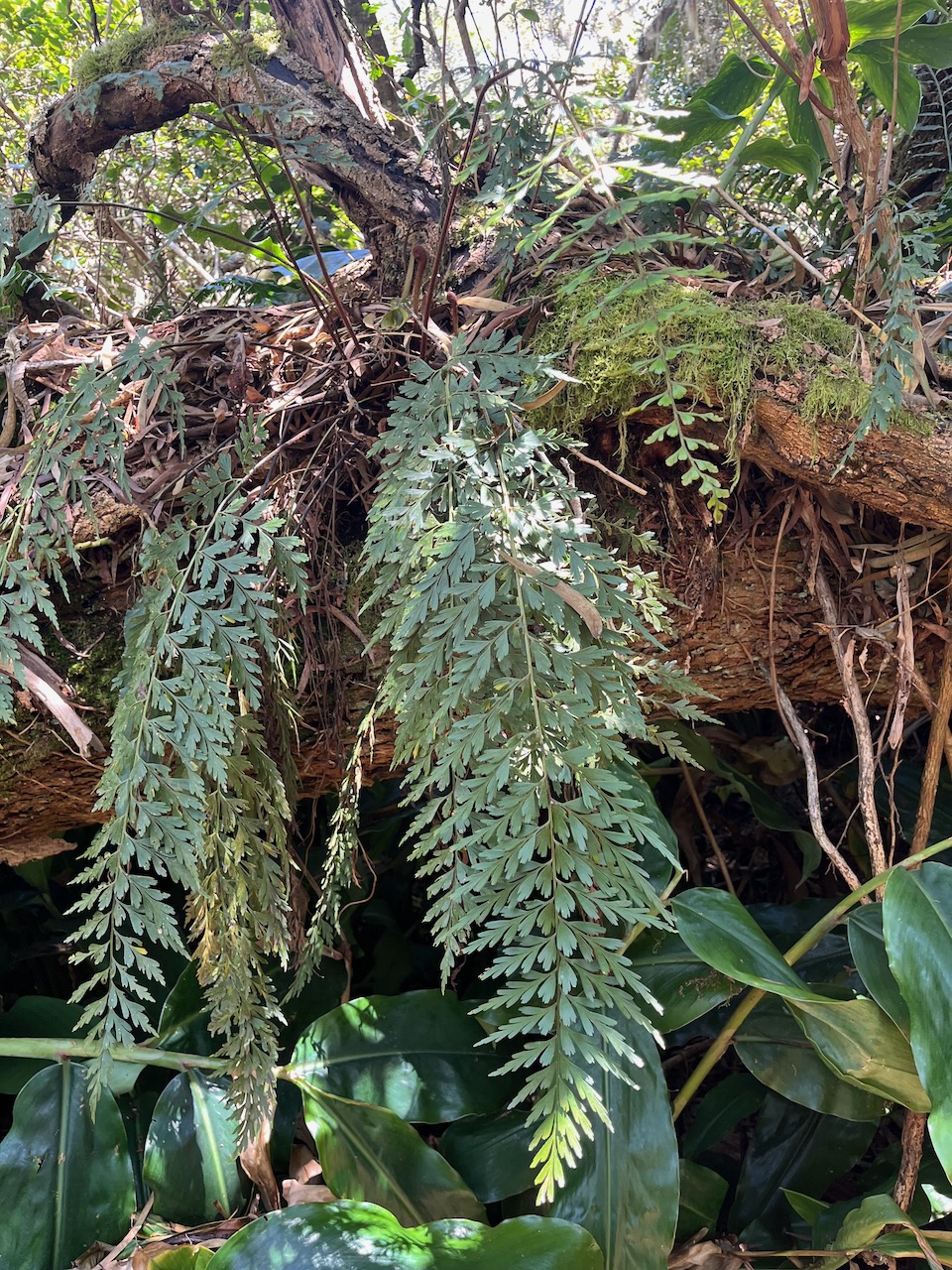 13. ??? Asplenium daucifolium var viviparum - fougère-carotte -  ASPLENIACEAE - Indigène.jpeg