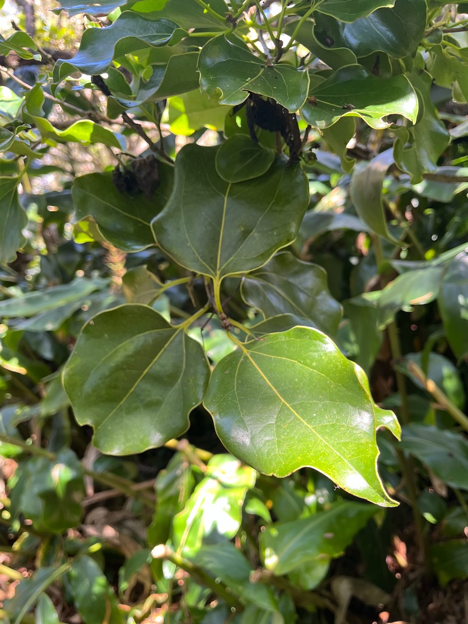 15. Ocotea obtusata - Bois de cannelle marron - Lauracée - I.jpeg