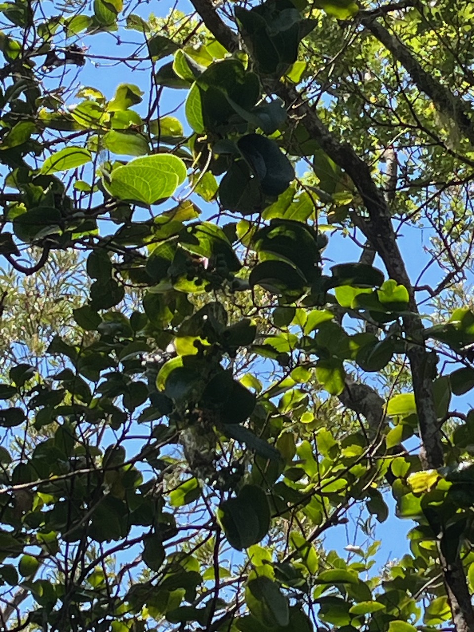 16. Smilax anceps - Liane croc de chien - SMILACACEAE - Mada, BM Indigène.jpeg