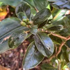 17. Fruits de ??? Chassalia gaertneroides - Bois de corail  des Hauts - Rubiaceae.jpeg